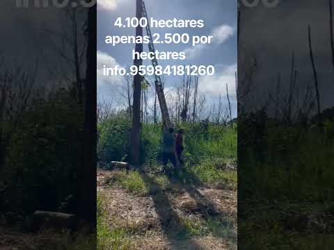 terra de mato argiloza e plana por apenas 2.500 por hectares são 4.100 hec. total inf. 95 984181260