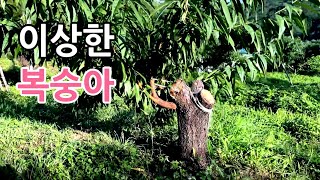 이상하게 생긴 복숭아나무 2편
