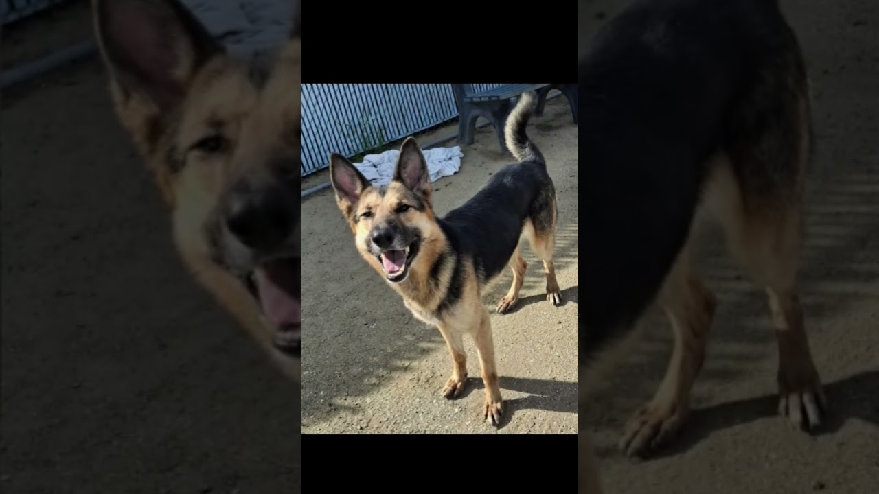 Enlarge Nekhet -- URGENT! LONGTIME RESIDENT!, an adoptable German Shepherd Dog in Thousand Oaks, CA video 2/3