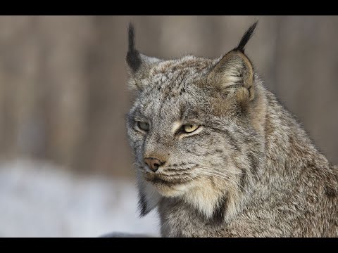 How many Canadian lynx are left? Are Canadian lynx good pets? Are Canada lynx dangerous?