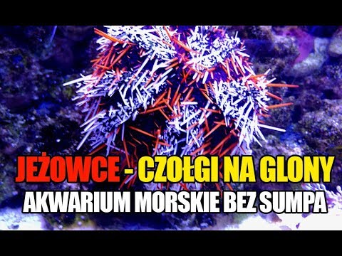 (61) Glossy Reef 200 - Jeżowce w akwarium morskim - Akwarium morskie bez sumpa - Reef aquarium
