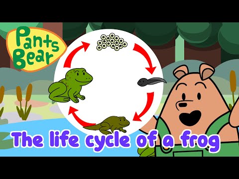 Life Cycle of a Frog | Science for Kids | Educational Video | #PantsBear