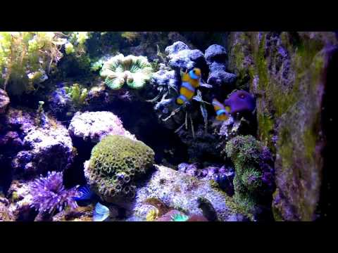 Nemos Junges Clownfisch-Pärchen  Amphiprien ocelar