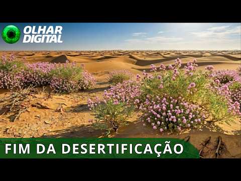 Planta resistente à seca transforma areia em áreas verdes na China