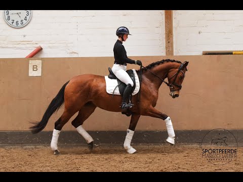 Stute von Zoom *2018