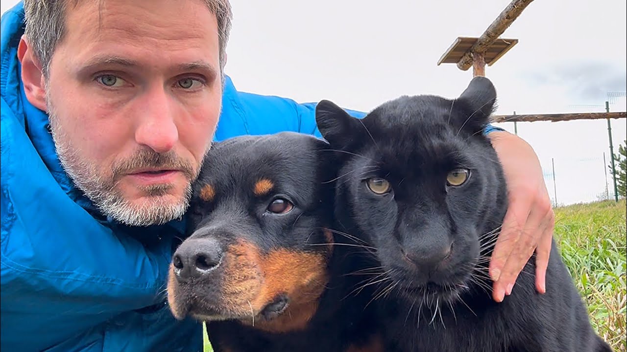 How Vova copes with Luna the  panther and Venya 🐆(ENG SUB)