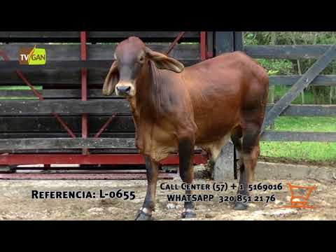 2017: TORO REPRODUCTOR, SANTO DOMINGO, ANTIOQUIA. L-0655