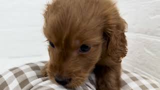 ハーフ犬の動画01