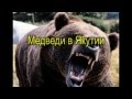 Russian bear. Funny video. Русские медведи Якутии.Goldenaldan.ru ...