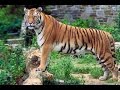 Kids The Zoo Animal Video Let S Go To The Zoo Tiger Lion Birds Best Video