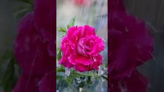Download lagu பாடவா🌷 உன்🌷 பாடலை | singer,s.Janaki#WhatsApp status sad melody song#shorts mp3