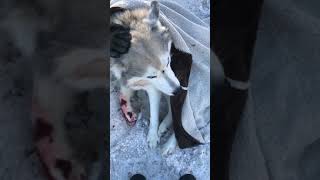 Dog Rescued after being hit by car/ the husky rescue ( Live ) 2019