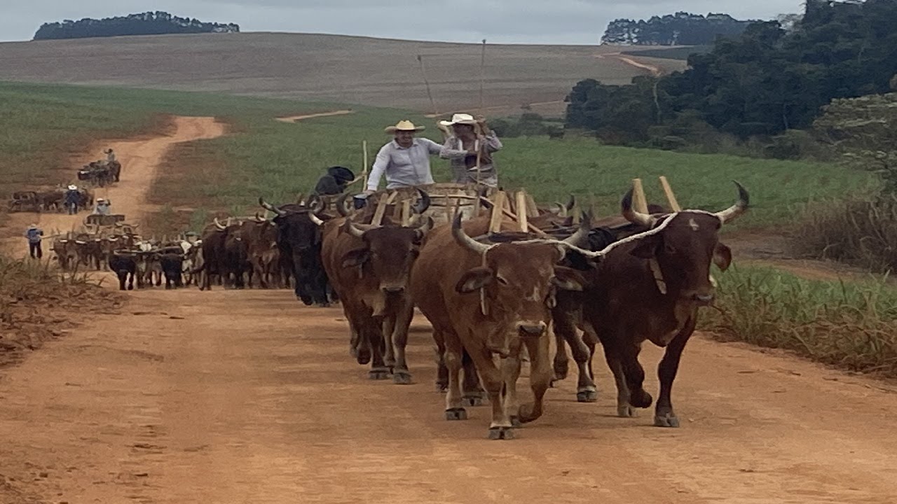 O CARRO DE BOI PELAS SERRAS DE MINAS