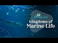 Kingdoms Of Marine Life Marine Biology The Good And The Beautiful