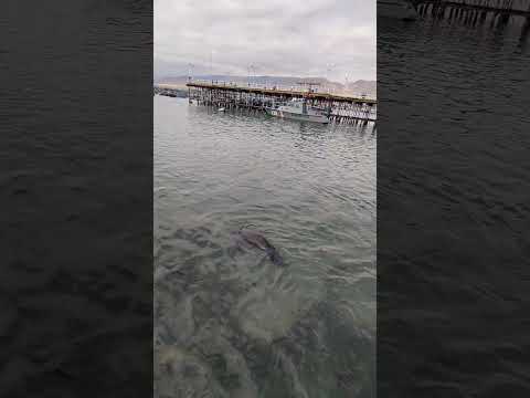 alexis y Fernando observando los lobos marinos en ilo #ilo #moquegua