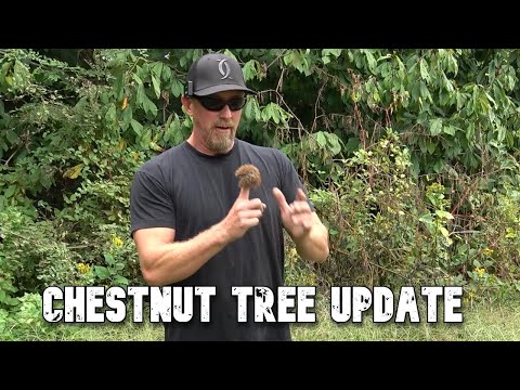 Year 4 Chestnut Tree Update | Whitetail Hill Chestnut Trees