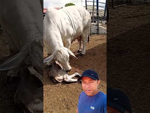 Difícil - Chicos Vaca