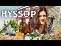 SHEDWARS21: Hyssop the Sacred Herb | Why is no one talking about it? HEALTH benefits