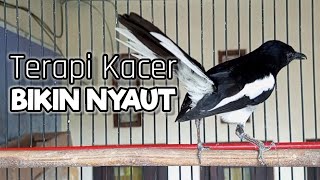 Download lagu Terapi pagi, Pancingan kacer ngeplong, Masteran kacer bikin gacor bikin nyaut burung durasi panjang! mp3 Download lagu Terapi pagi, Pancingan kacer ngeplong, Masteran kacer bikin gacor bikin nyaut burung durasi panjang! mp3
