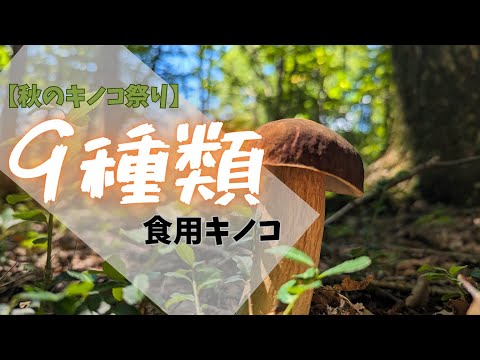 ポルチーニ茸は9月に採れる 10月