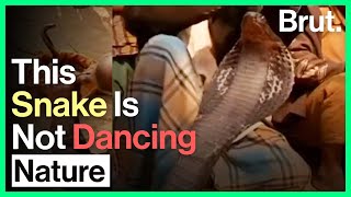 Snake Charmers:A Source Of Fascination And Outrage