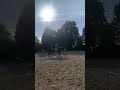Hongre KWPN dressage haut niveau 12 ans