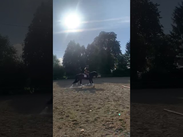Hongre KWPN dressage haut niveau 12 ans