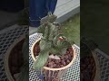 Senecio Anteuphorbium F Cristata Rare Succulent