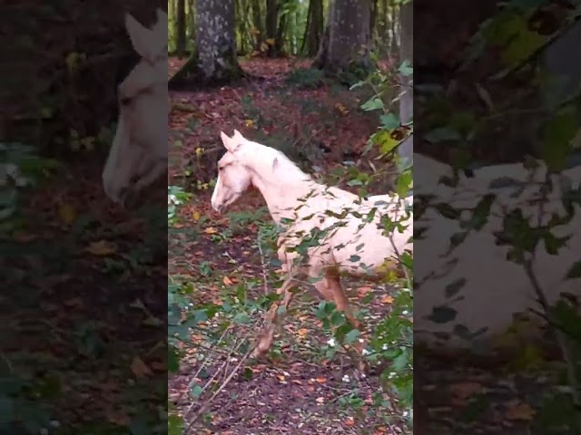 Poulain Pie Palomino de 2024