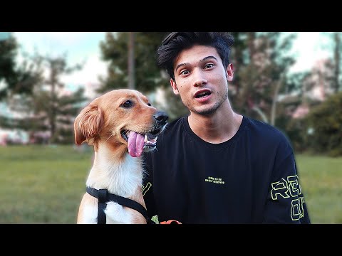 YENİ KÖPEĞİM 🐶 (Sarışın En Tatlı Köpek)