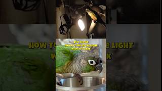 Bird knows how to turn the light on when it’s dark #shorts #parrot #cuteanimals