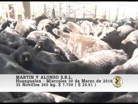 30-03-16 Venta de Machos - Martin y Alonso S.R.L. - Huanguelen.