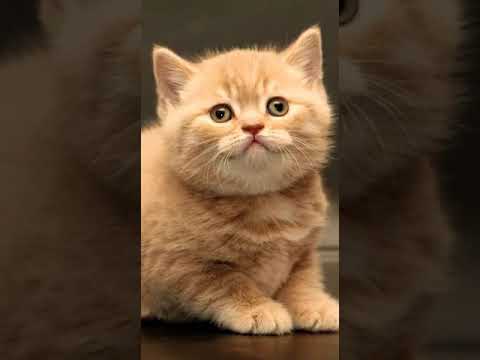 Cat he he no sound (Subhajit Mallick)