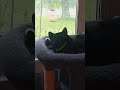 Tuxedo Cat And Hummingbird Cat Bird 70smusic