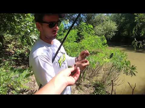 Kako upecati soma na crnu glistu