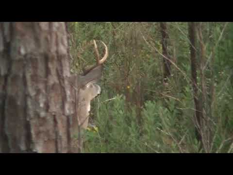 Multiple Ft. Benning bucks..bad shot!
