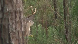 Multiple Ft. Benning bucks..bad shot!