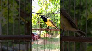 Download lagu BURUNG SOGON NYEPION GACOR NGLEPER #pancingansogokotong#suaraburung  #pikatsogokontong #shorts mp3