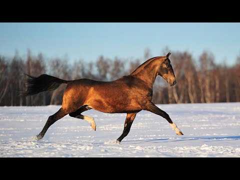 , title : 'Race du Turkménistan - L'Akhal Téké, un cheval à l'apparence unique,  particulièrement résistant'
