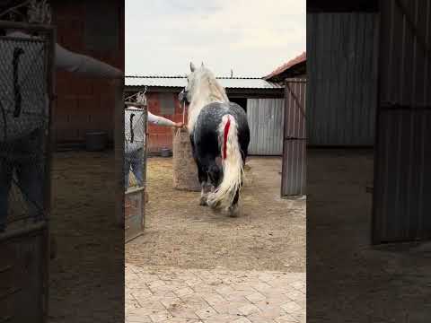 "PRELEPO – ODLIČNO! ❤️❤️❤️" 24.04.25 konjic #konji  #balkan #horse #srbija#konjic