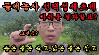 들깨농사 선택성제초제를 살포하고 2주후 들깨밭상태 결과발표