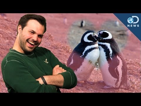 Esistono davvero animali che si accoppiano per la vita?