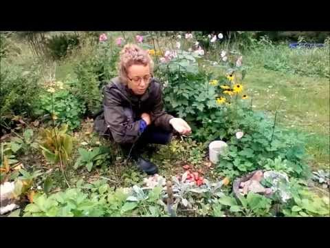 Lyckas med tulpanlök - plantera med Algomin® Trädgårdsgödsel