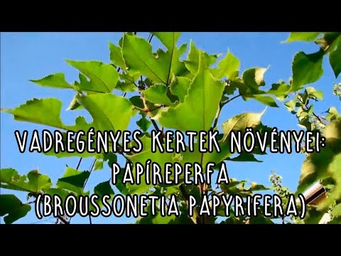 Vadregényes kertek növényei: Papíreperfa (Broussonetia papyrifera)