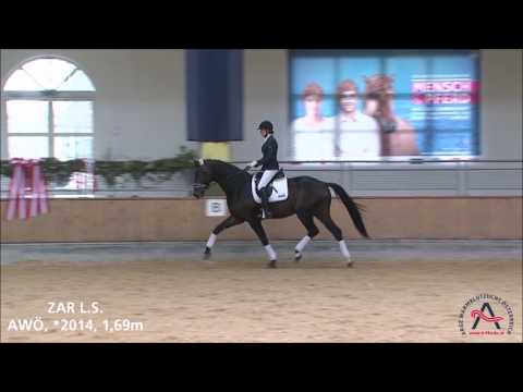 Zar L.S. (geb. 2014), v. Zack - Lancino De L - Pablo - ELITE VERKAUFSSCHAU 2017