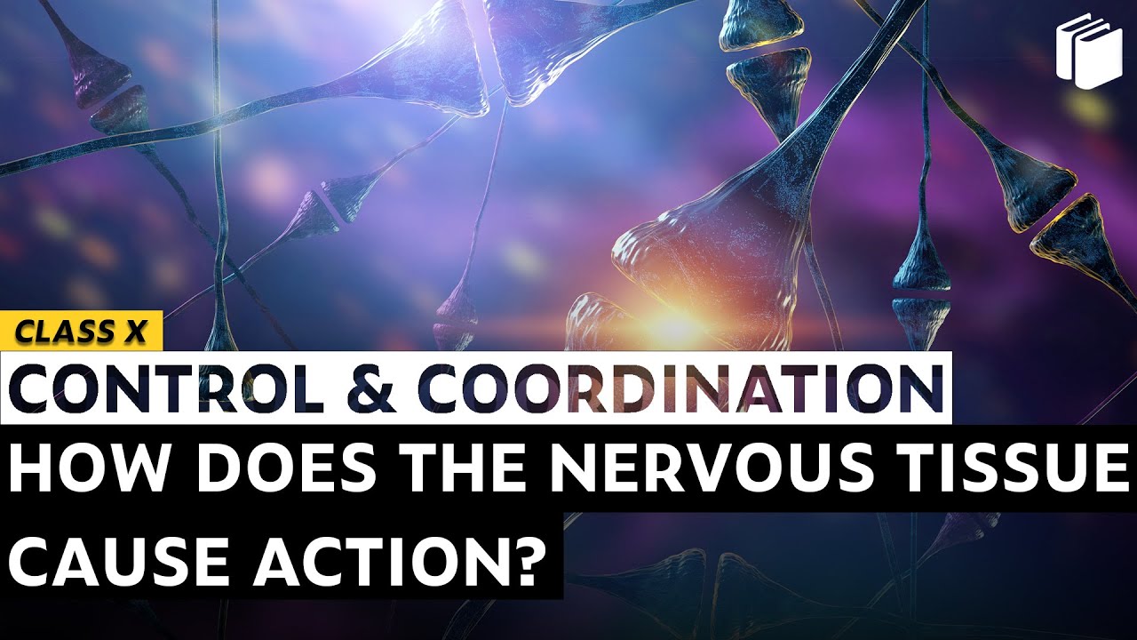 How Nervous Tissue Cause Action? | Chapter 7 | Class 10 | PuStack