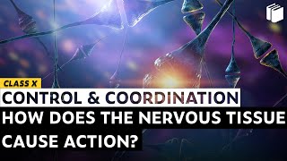How Nervous Tissue Cause Action? | Chapter 7 | Class 10 | PuStack
