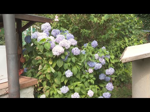 KanizsaTV Híradó - Még mindig vannak legszebb kertek