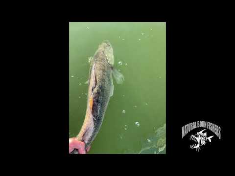 68 cm kuhan vapautus