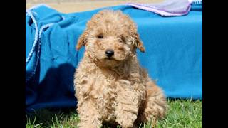Video preview image #1 Goldendoodle (Miniature) Puppy For Sale in AIRVILLE, PA, USA
